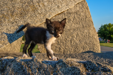 Naklejka premium A cute black white cats on the wall