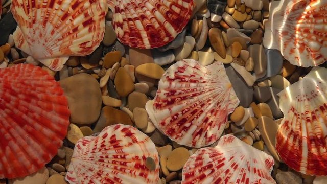 Slow motion of waves from side of frame on shallow water with round pebbles and colorful sea shells bottom close up. Top view of amazing natural background with vibrant texture in sun shine.
