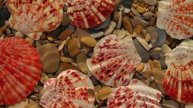 Slow motion of waves of frame on shallow water with round pebbles and colorful sea shells bottom close up. Top view of amazing natural background with vibrant texture in sun shine.
