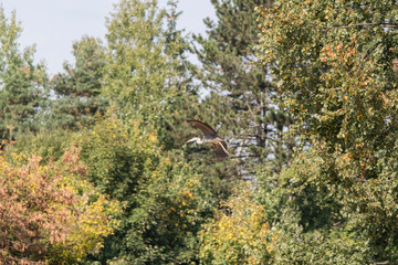 A heron flying in front of the tree crowns.