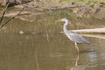 A heron walking on the shore of a lake.