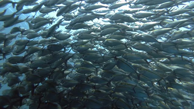 Massive school of Yellowstripe Scad - Selaroides leptolepis swim in the blue water. Low-angle shot, Bali, Oceania, Indonesia