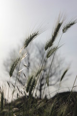 Fototapeta premium villa quintili