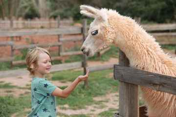 Petit garçon donne à manger à lama dans sa main © Irena Begusic