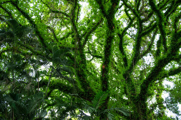 big tree. The green of the beautiful tree branches.