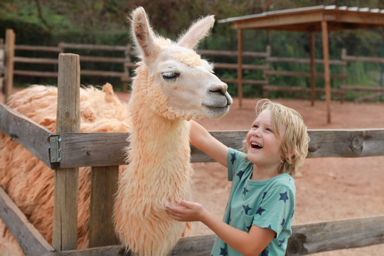 Un petit gar&ccedil;on blond tr&egrave;s heureux avec lama