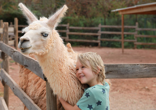 Petit garçon fait un câlin à lama