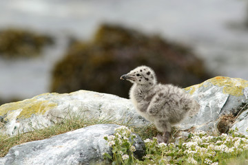 Little bird on the rocks