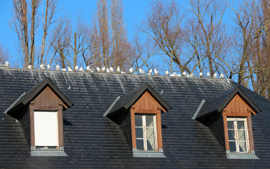 Fototapeta na wymiar Flock of seagulls on a roof