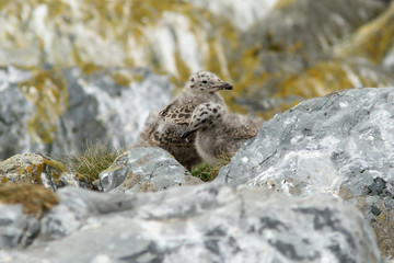 two seagull chicks between the rocks