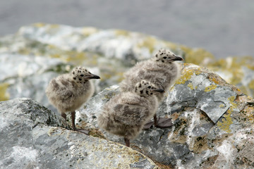 three seagull chicks