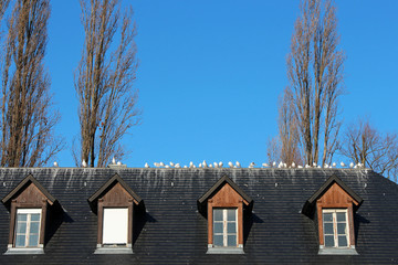 Flock of seagulls on a roof