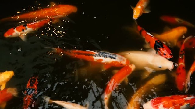 Natural background, aquarium close up. Vibrant Colorful Japanese Koi Carp fish swimming in traditional garden pond. Chinese Fancy Carps under water surface. Oriental symbols of fortune and good luck.