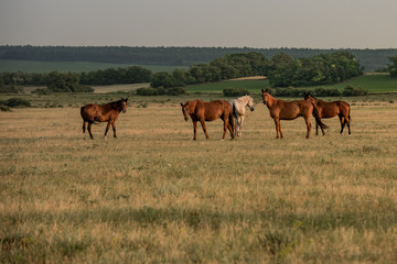 Naklejka premium Horses on the autumn field