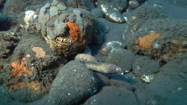 Two Moray Eel looks out from under stone on the seabed. Greyface Moray - Gymnothorax thyrsoideus, Bali, Oceania, Indonesia 