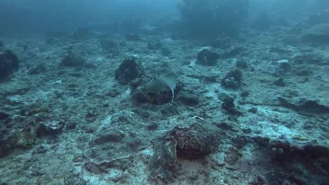 Blue-spotted Stingray swim over corals bottom. Kuhl's maskray or Bluespotted Maskray -Neotrygon kuhlii, Neotrygon caeruleopunctata. Bali, Oceania, Indonesia