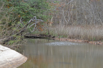 creek grass water fall