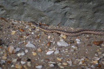 snake beach shore rocks brown