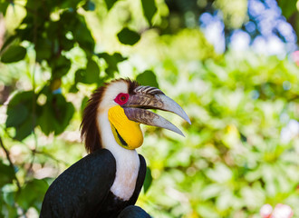 Wreathed Hornbill bird in Bali Island Indonesia