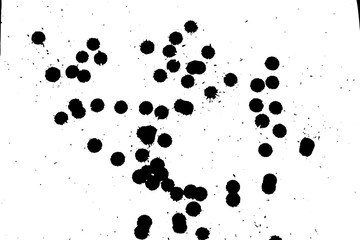 Ink grunge drops texture. Black hand drawn splashes and stains on white background.