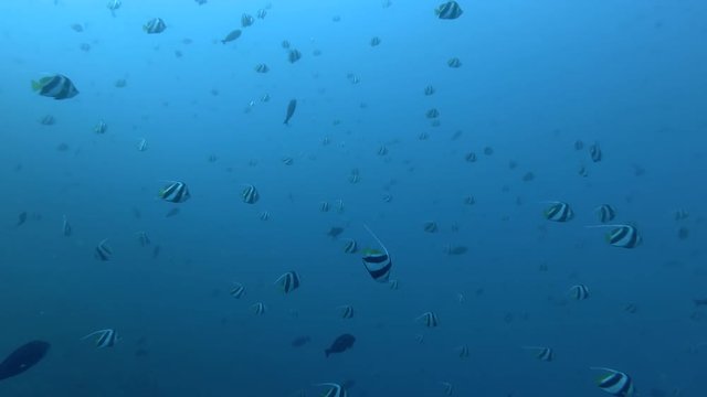 Massive school of Bannerfish swim in the blue water. Schooling Bannerfish - Heniochus diphreutes, Bali, Oceania, Indonesia