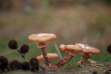 Close-up of a group of mushrooms in a forest near Hooghalen, the netherlands