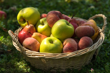 basket, fruit, apple, food, red, apples, fresh, healthy, ripe, isolated, autumn, white, organic, harvest, wicker, freshness, agriculture, juicy, sweet, nature, vegetarian, crop, green, diet, delicious