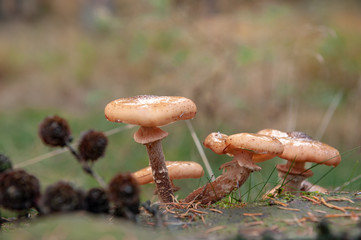 Close-up of a group of mushrooms in a forest near Hooghalen, the netherlands
