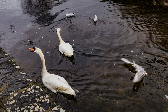a bevy of swans on the river