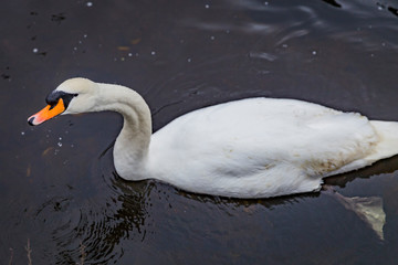 white swan paddling in the river