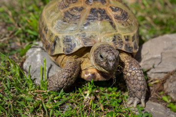 Cute brown turtle walking on grass and stones. Exotic reptile concept. Wildlife background. Turtle close up looking at camera. Tropical animal concept. 