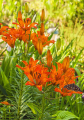 Saffron lily  with drops of water and  butterfly Apatura metis  in the garden
