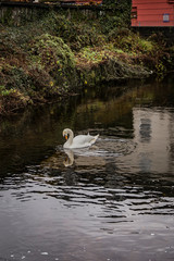 a white swan glides on the water