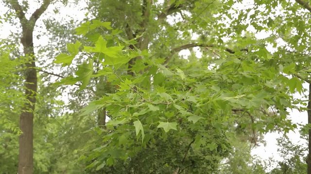 Big maple in the park, green big maple, Maple leaves sway in the wind