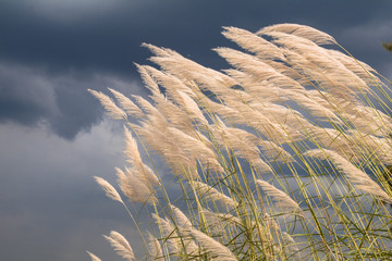 Saccharum Spontaneum flower, Kans grass,wild sugarcane grass flower.