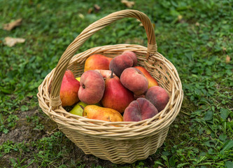 basket, fruit, apple, food, red, apples, fresh, healthy, ripe, isolated, autumn, white, organic, harvest, wicker, freshness, agriculture, juicy, sweet, nature, vegetarian, crop, green, diet, delicious