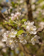 Obraz premium apple blossom_1030