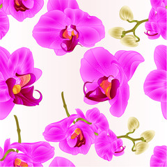 Seamless texture Orchids Phalaenopsis closeup purple  beautiful flower  on a white background vintage  vector illustration editable  hand draw