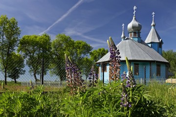 Niebieska podlaska cerkiew z kwitnącym łubinem i niebieskim niebem