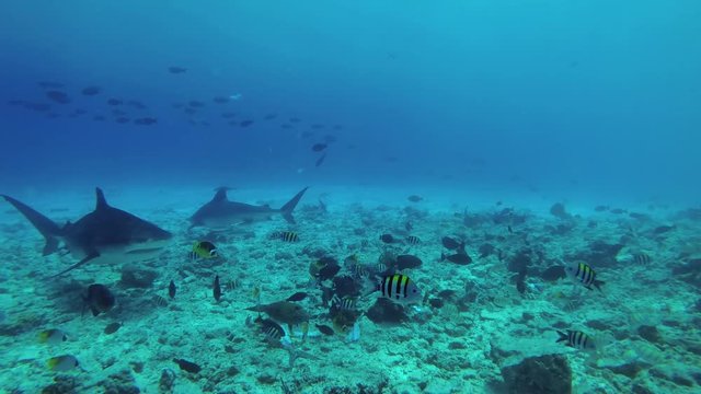 Two big Tiger Sharks slowly swim around the rocky seabed in search of food, school of different types of tropical fish swim nearby. Tiger Shark, Galeocerdo cuvier, Indian Ocean, Maldives