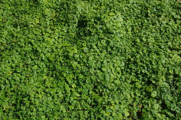 画面いっぱいの葉っぱ