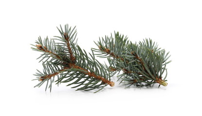 Pine branch isolated on white background