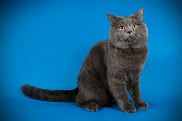 British shorthair cat on colored backgrounds