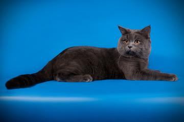 British shorthair cat on colored backgrounds