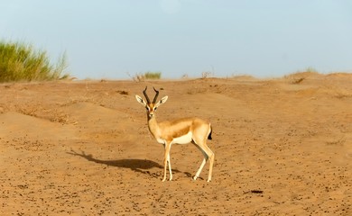 Desert gazelle 