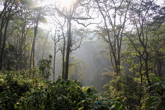 Rainforest