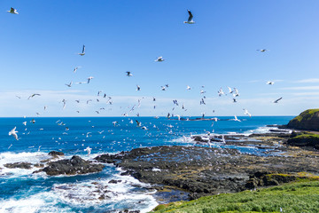 Fototapeta na wymiar hundrets of flying gulls at The Nobbies , Philip Island, Victoria, Australia