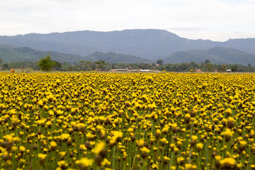 Fototapeta premium Yellow Flowers Field