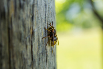 wasp on wood