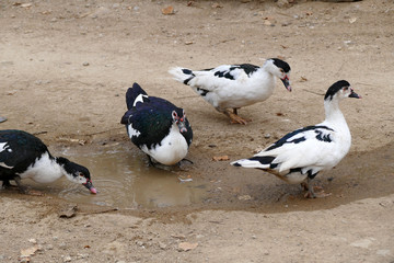 Close-up of a village duck's head, White-black duck, a duck in a natural environment,